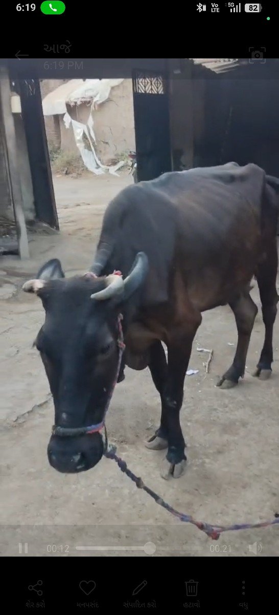 ગાય સારી છે