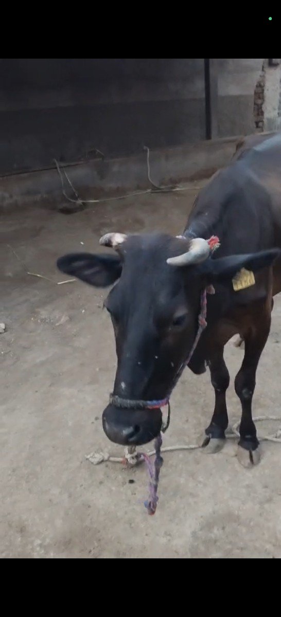 ગાય સારી છે