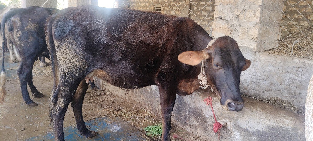 હોળકુ દેવાનું છે પેલું વેતર
