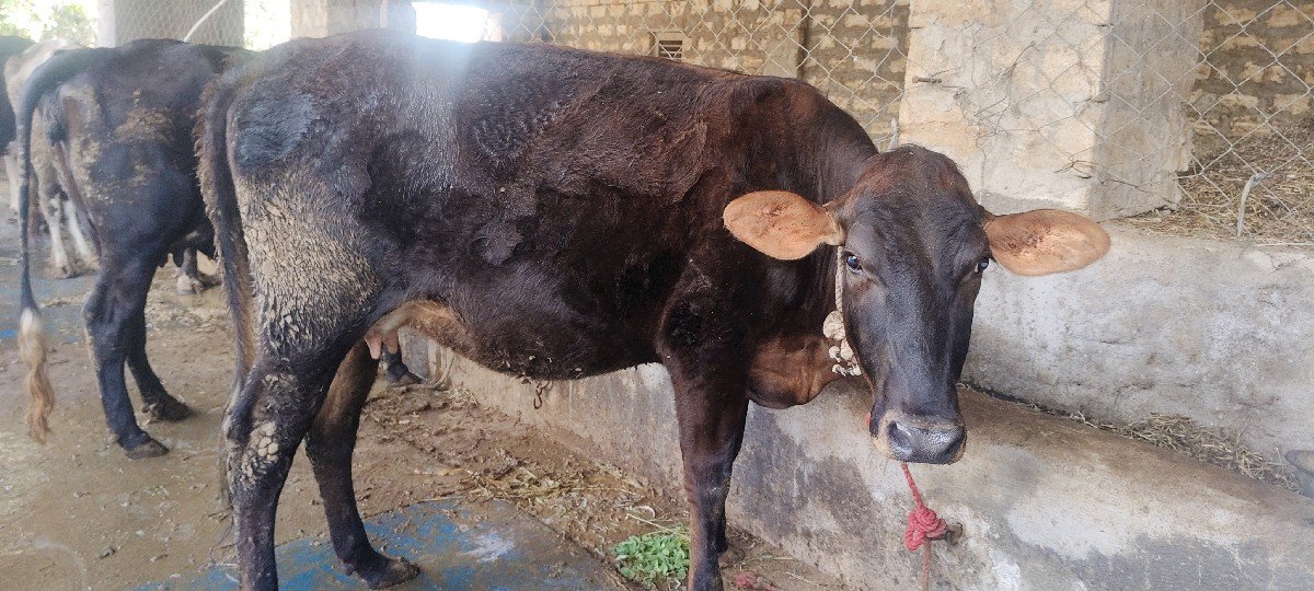 હોળકુ દેવાનું છે પેલું વેતર