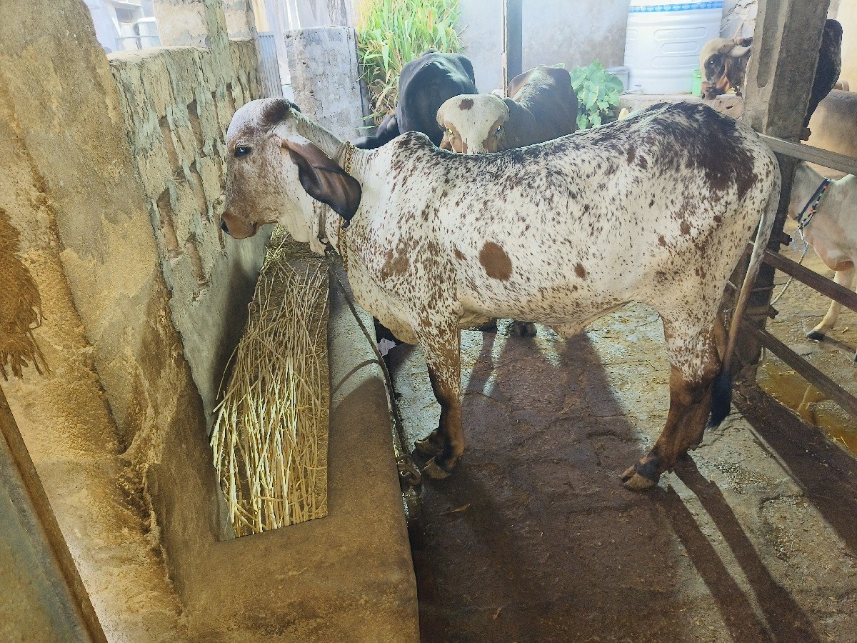 vasdi vesvani સે