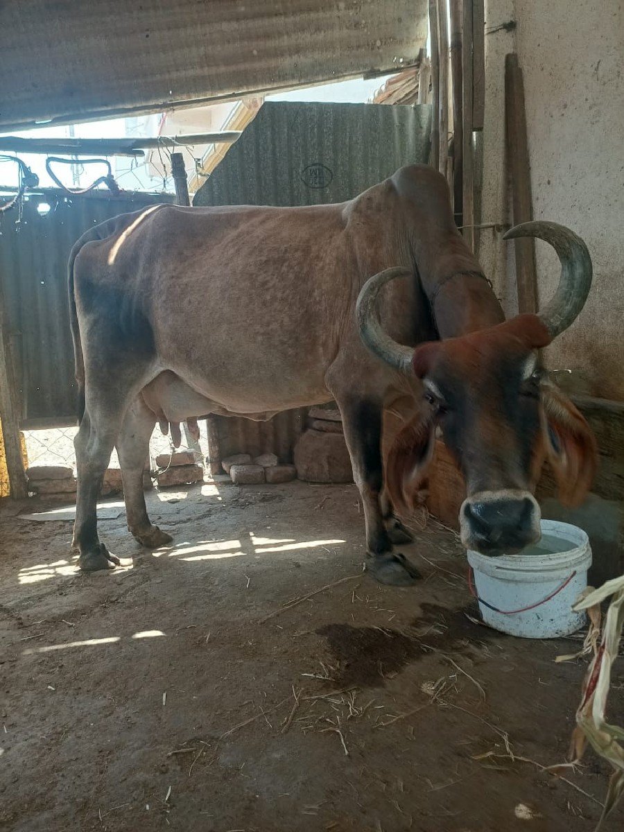 ગાય વેચવાની છે