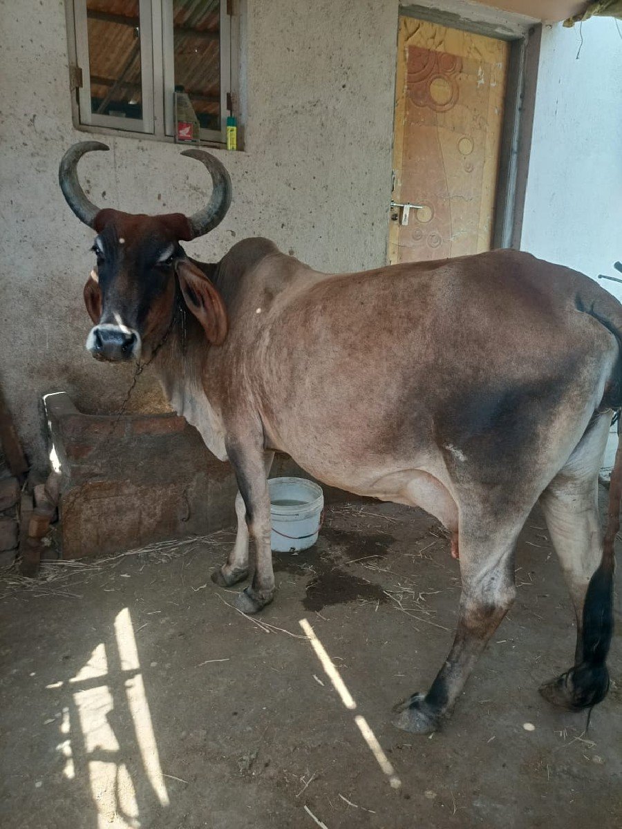 ગાય વેચવાની છે