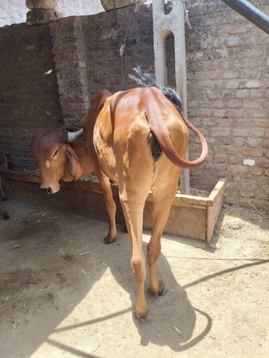 બેય હોડકિ વેસવાની સે