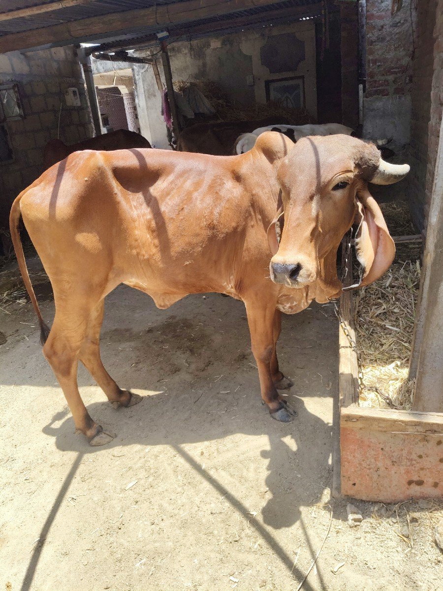 બેય હોડકિ વેસવાની સે