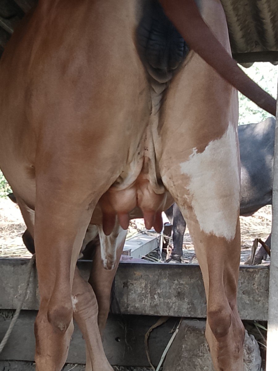 ગીર.પેલૂ.ગાભહી