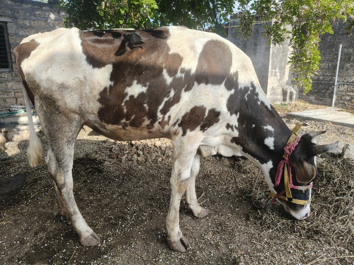 hf ક્રોસ ઓડકી