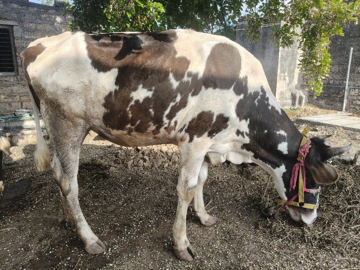 hf ક્રોસ ઓડકી