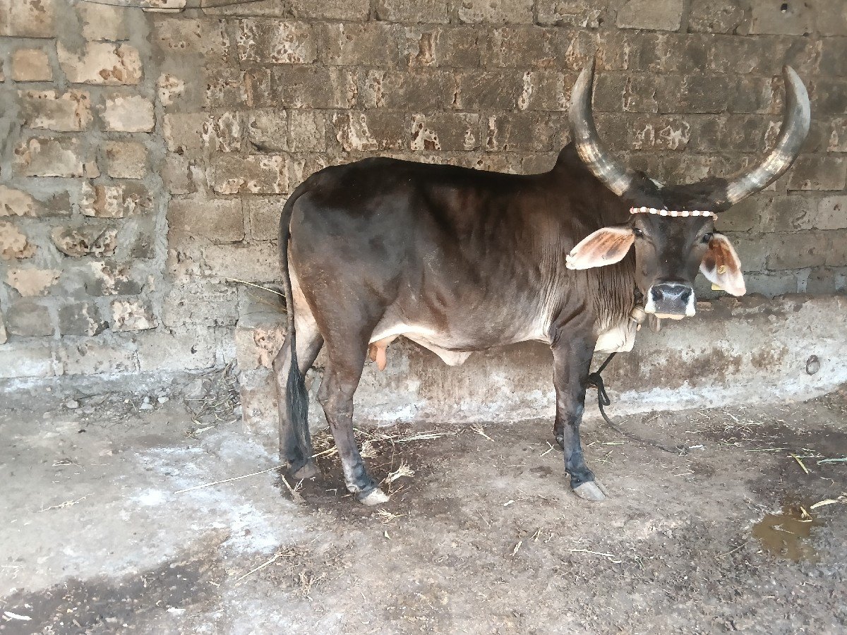 કાંકરેજ ખુટ ગાય વેસવા છે