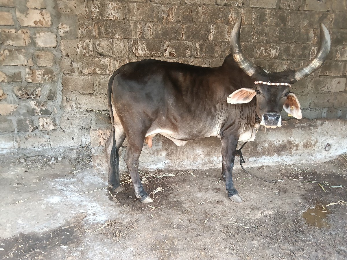 કાંકરેજ ખુટ ગાય વેસવા છે