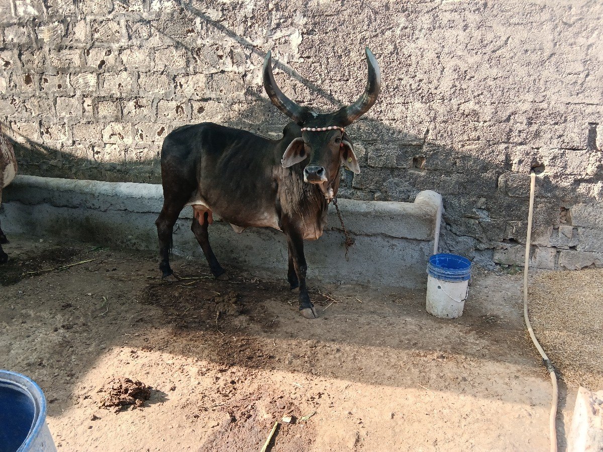 કાંકરેજ ખુટ ગાય વેસવા છે