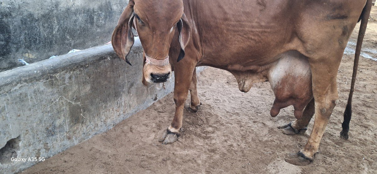 ગીર ગાય વેચવાની છે