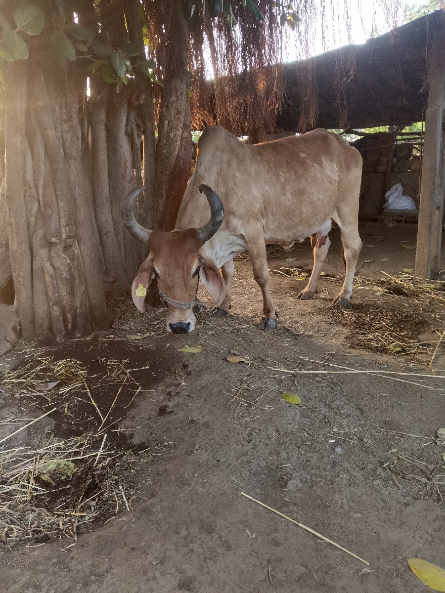 ગાય વેચવાની છે