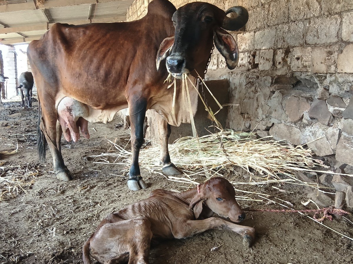 ગાય ત્રીજો વેતર વૈયાણી