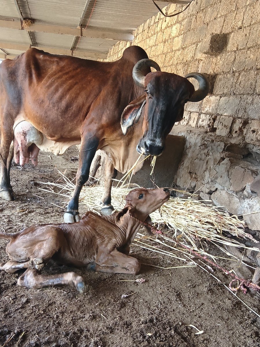 ગાય ત્રીજો વેતર વૈયાણી
