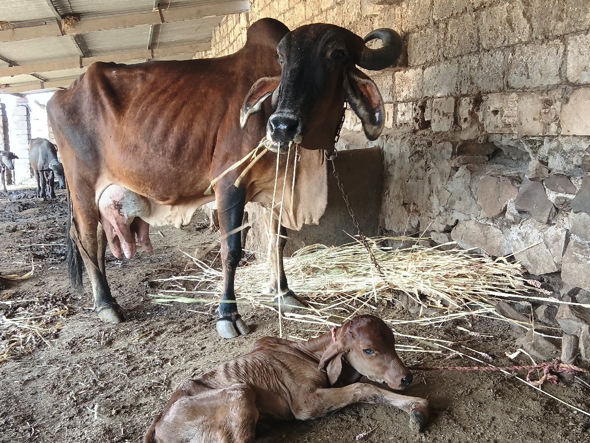 ગાય ત્રીજો વેતર વૈયાણી