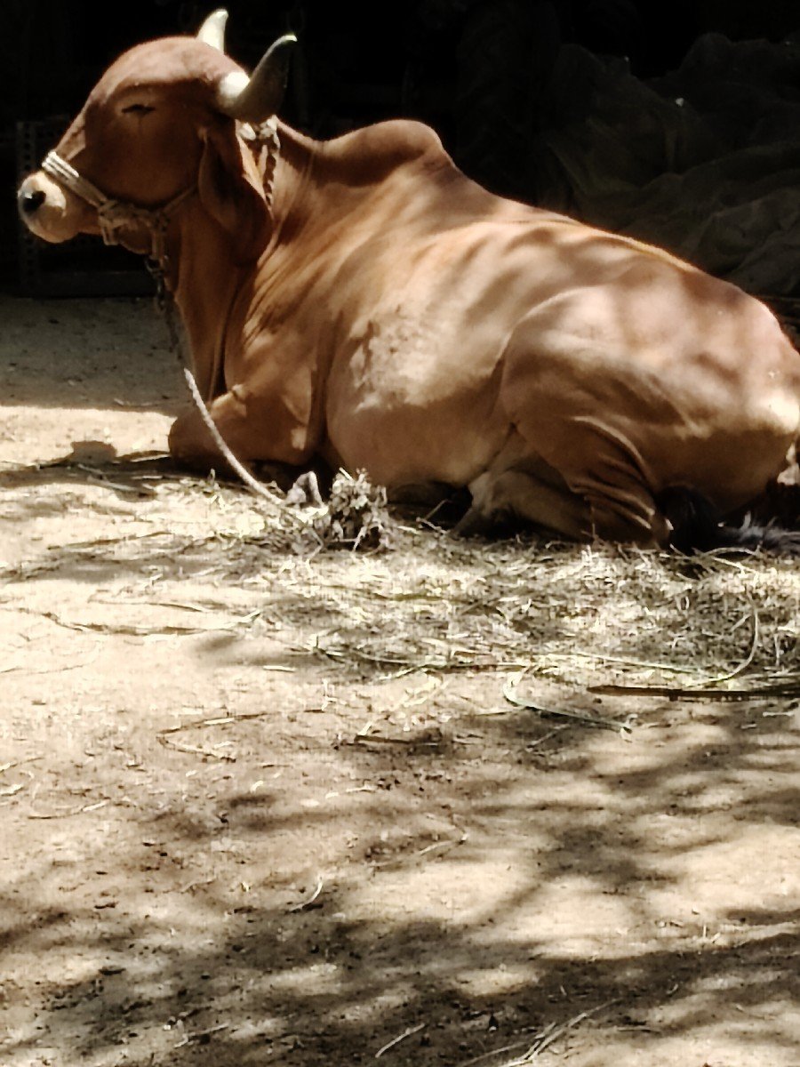 ગાય વેચવાની છે