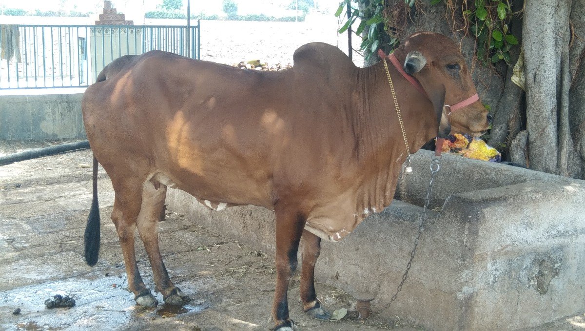 હોઙકી વૈસવાની છે