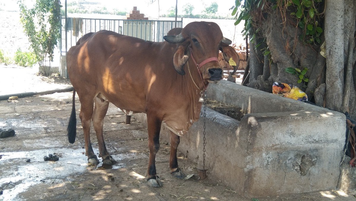 હોઙકી વૈસવાની છે