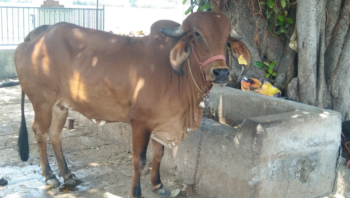 હોઙકી વૈસવાની છે
