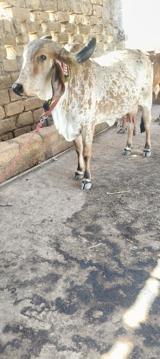 ગાય વેચવાની છે