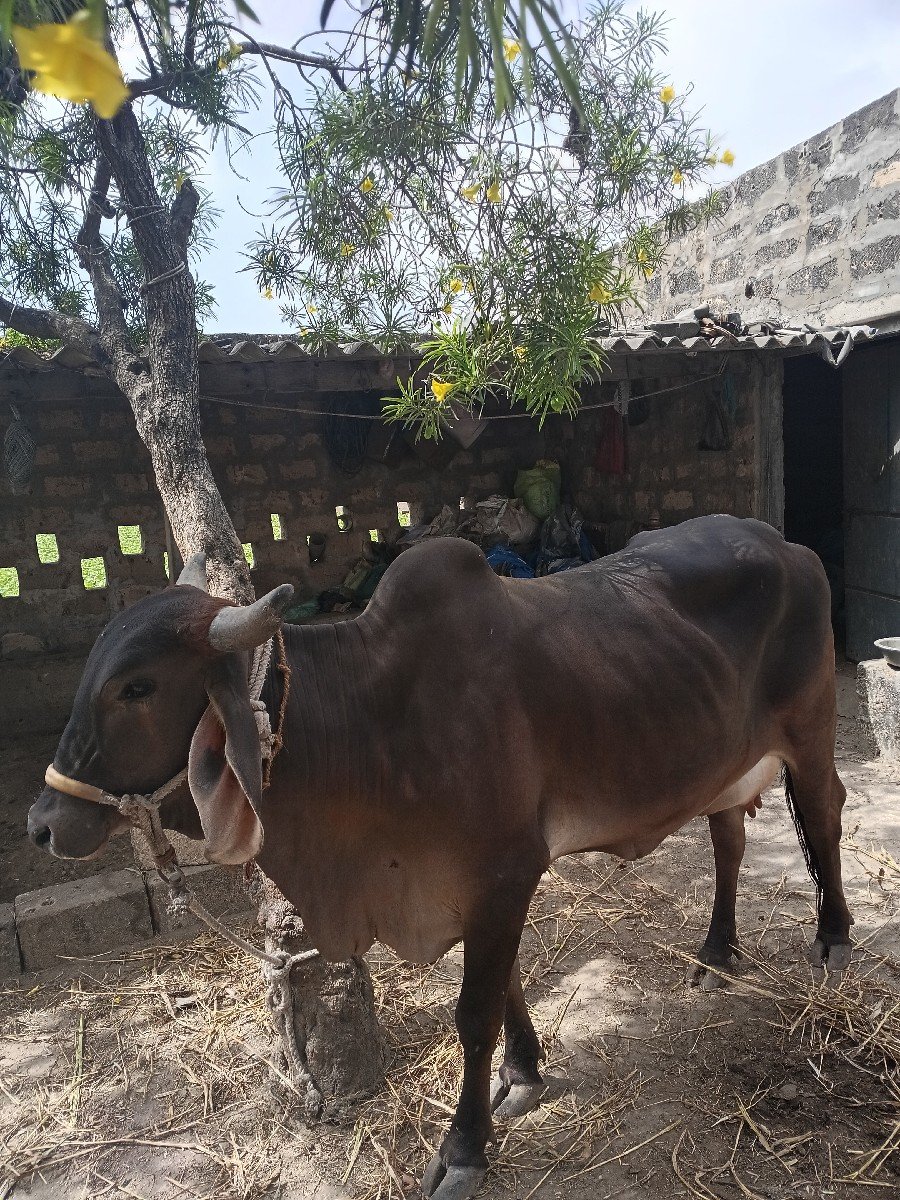 ગાય વેચવાની છે