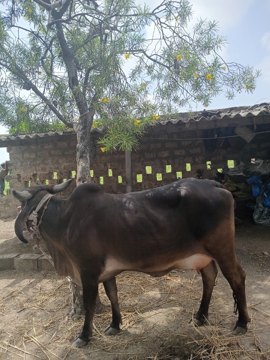 ગાય વેચવાની છે