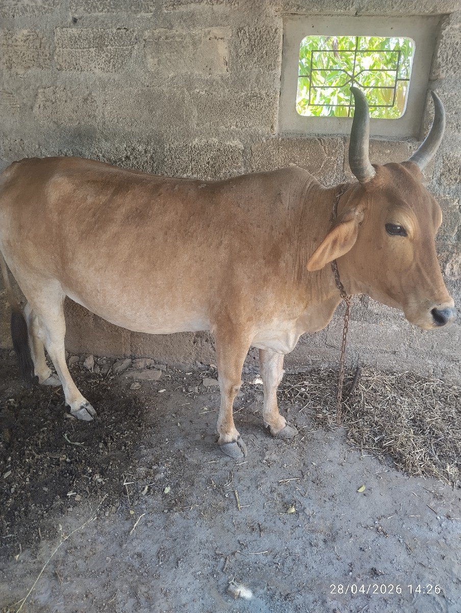 ગાય