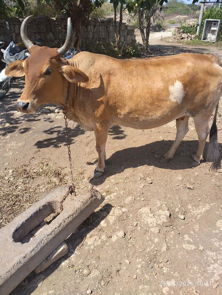 ગાય