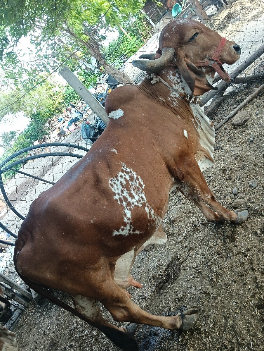 ગાય વેસવાની છે