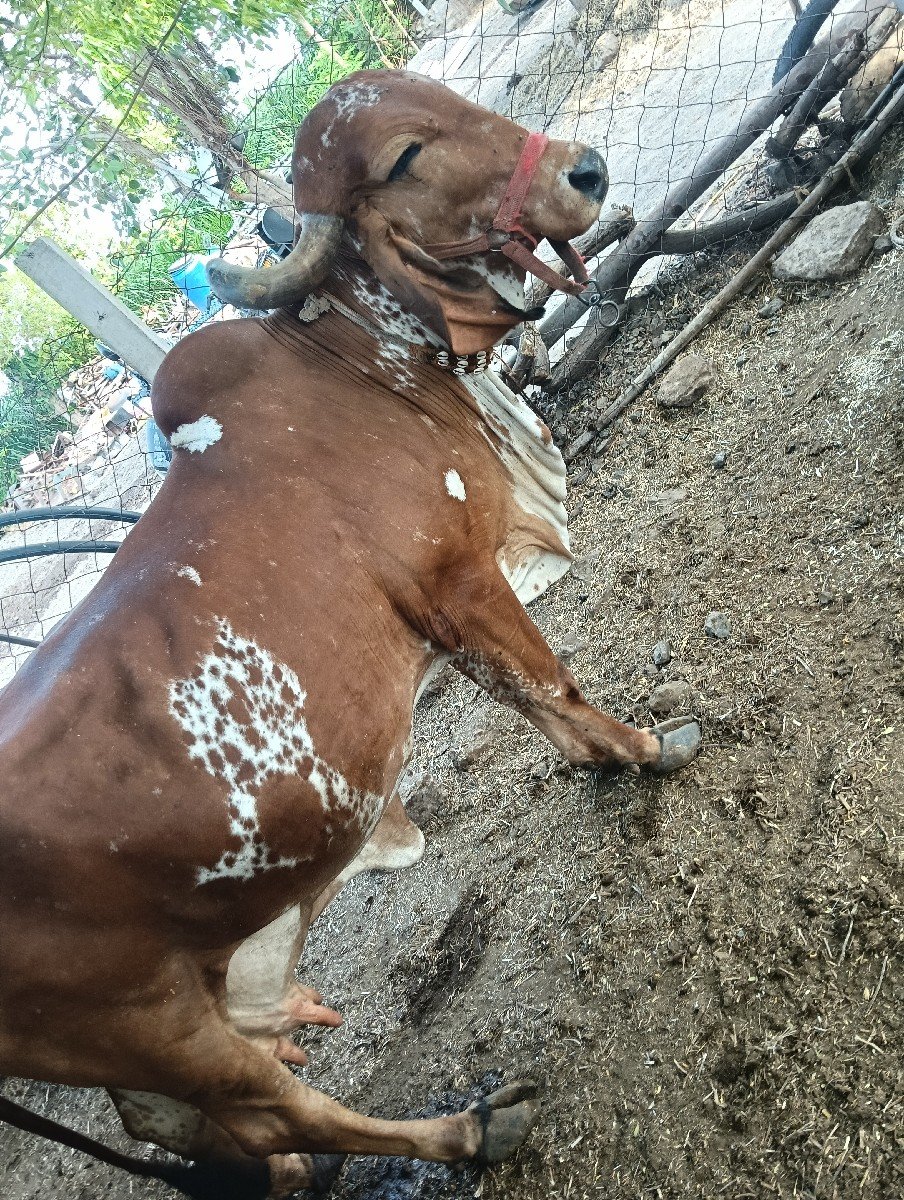 ગાય વેસવાની છે