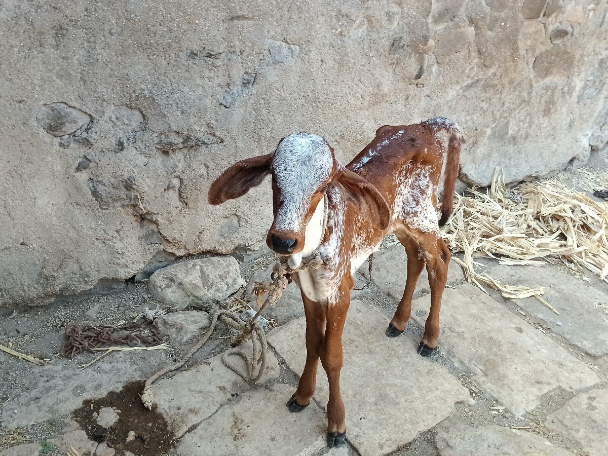 ગાય વેચવાની છે