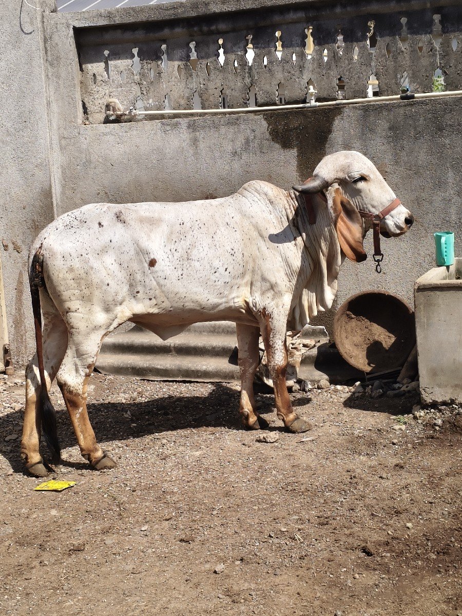 2.5 વરશ વાછડી