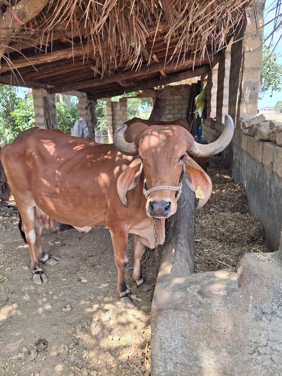 ગાય  વેચવાની છે.