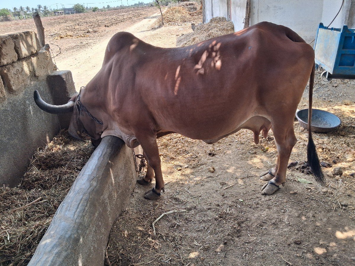 ગાય  વેચવાની છે.