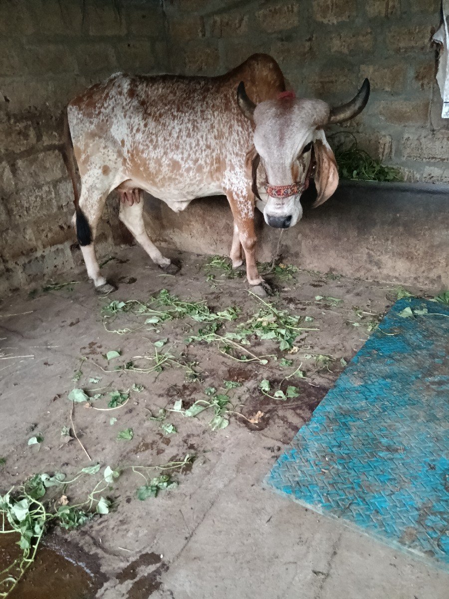 દેવસી રામ