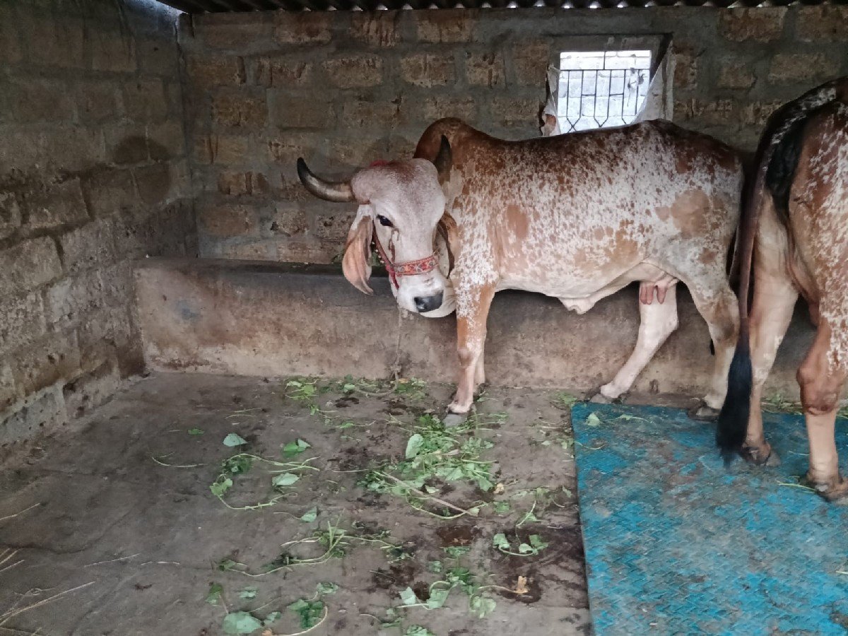 દેવસી રામ