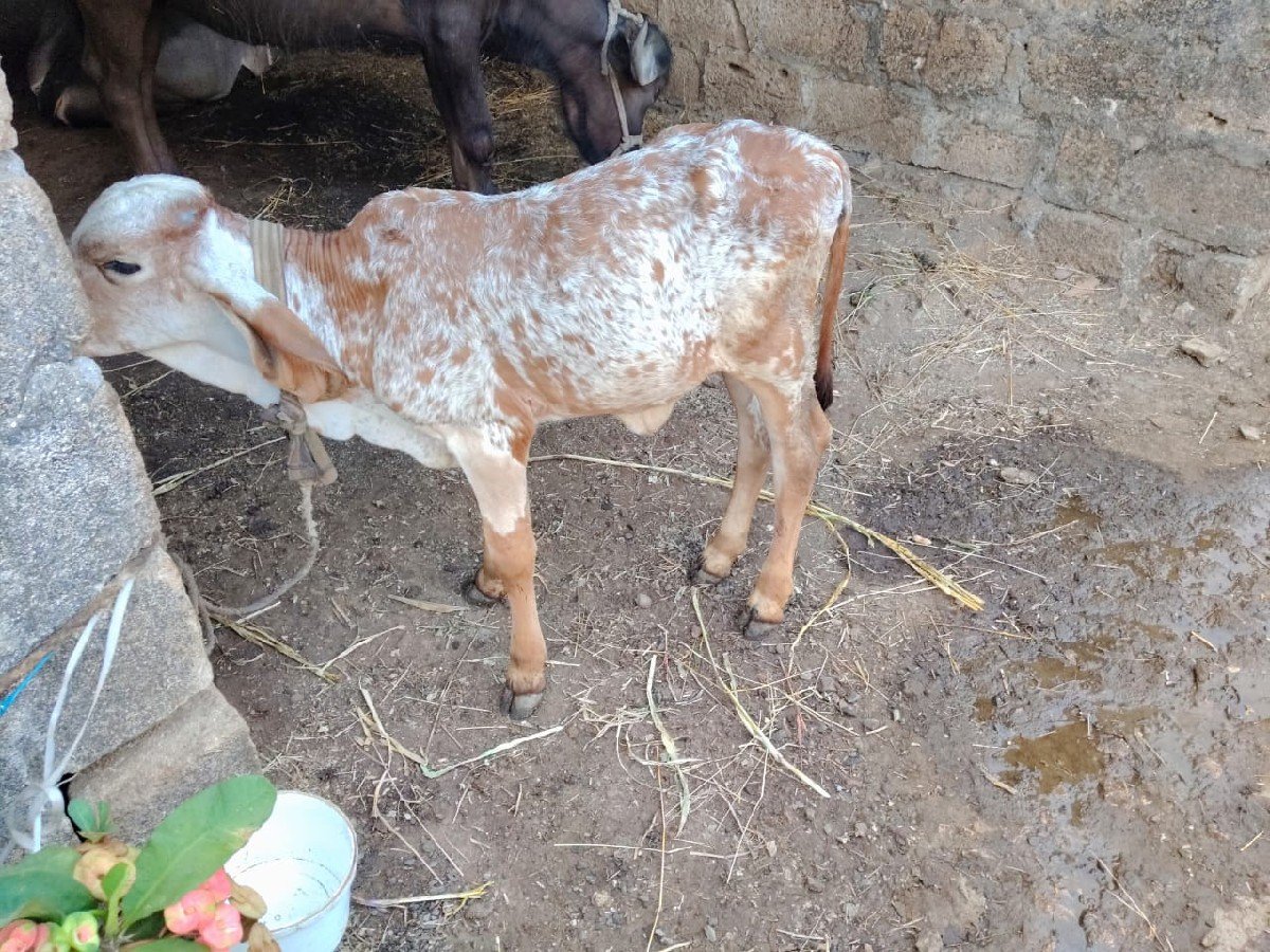 દેવસી રામ