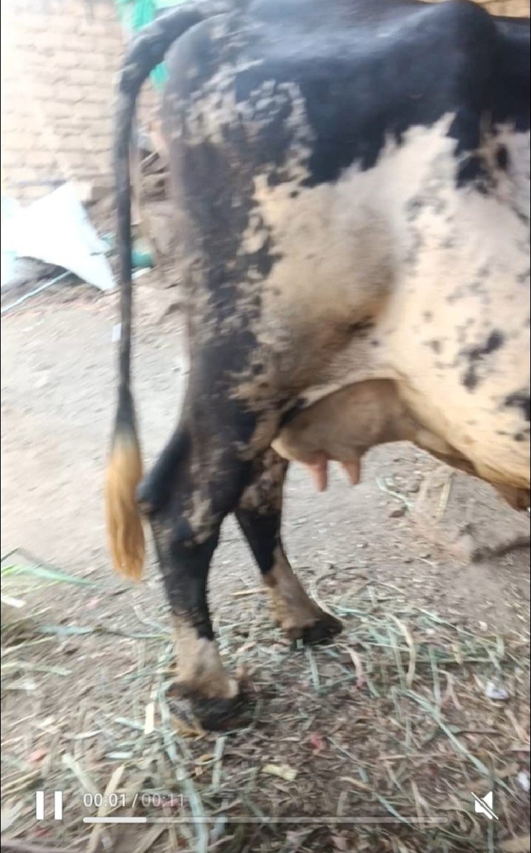 બીજું વેતર