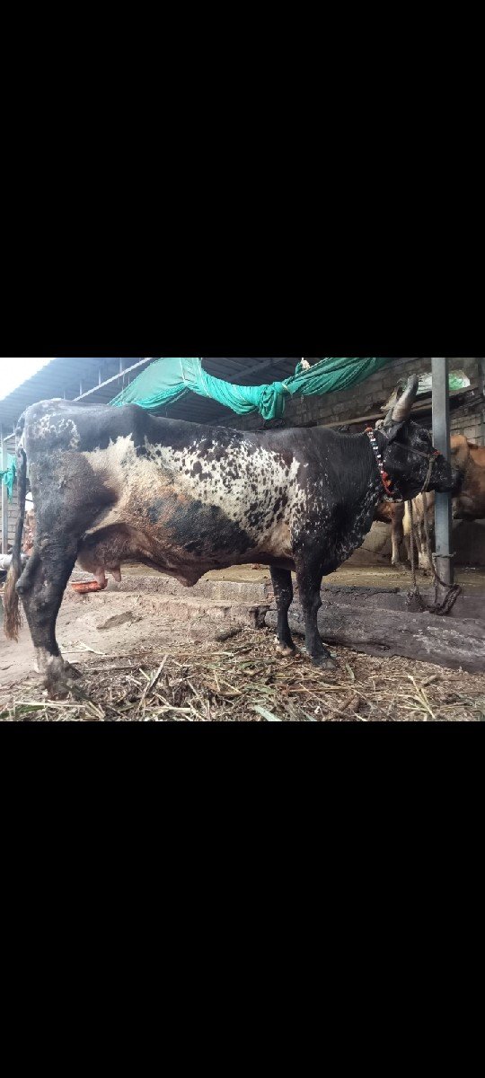બીજું વેતર