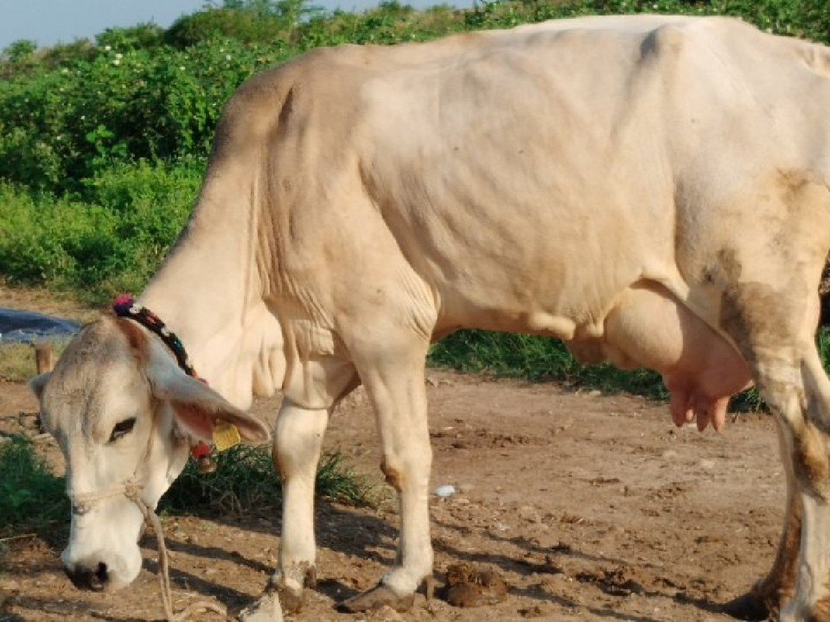 ગીરકોષ