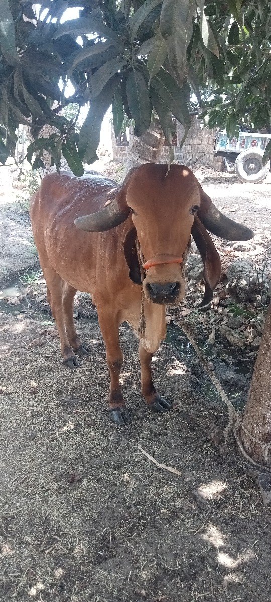 ગીર હોડકી