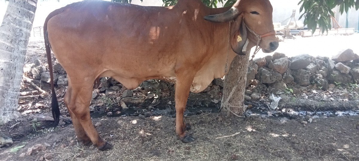 ગીર હોડકી
