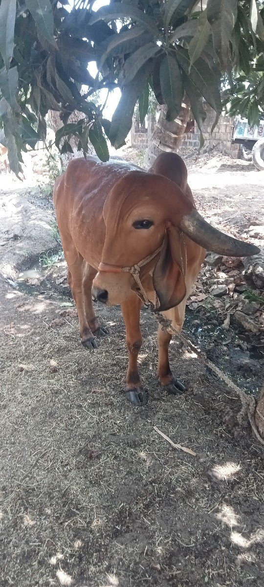 ગીર હોડકી