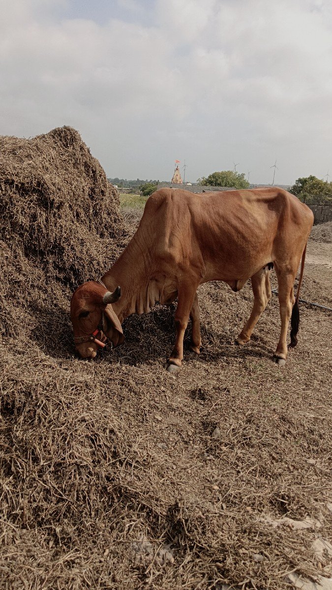 ગીર વાછડી વેચવાની છે