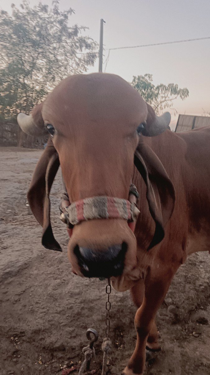 ગીર વાછડી વેચવાની છે