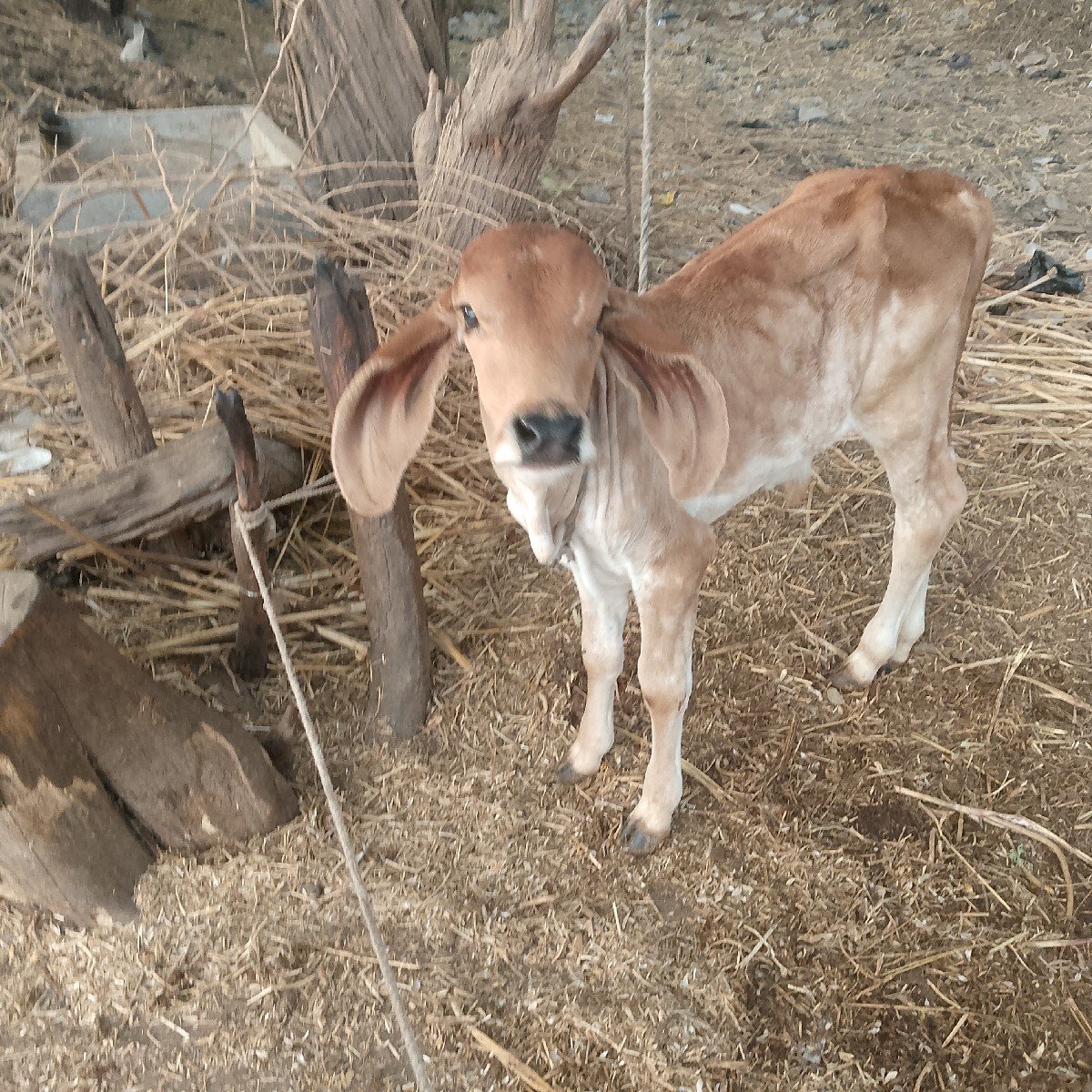 ગાય વેસવી
