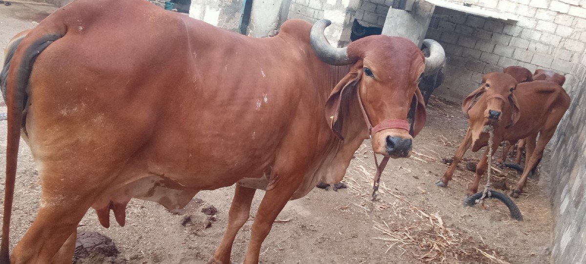 ગાય વેચવાની છે