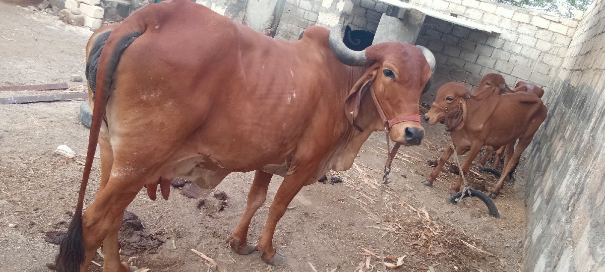 ગાય વેચવાની છે