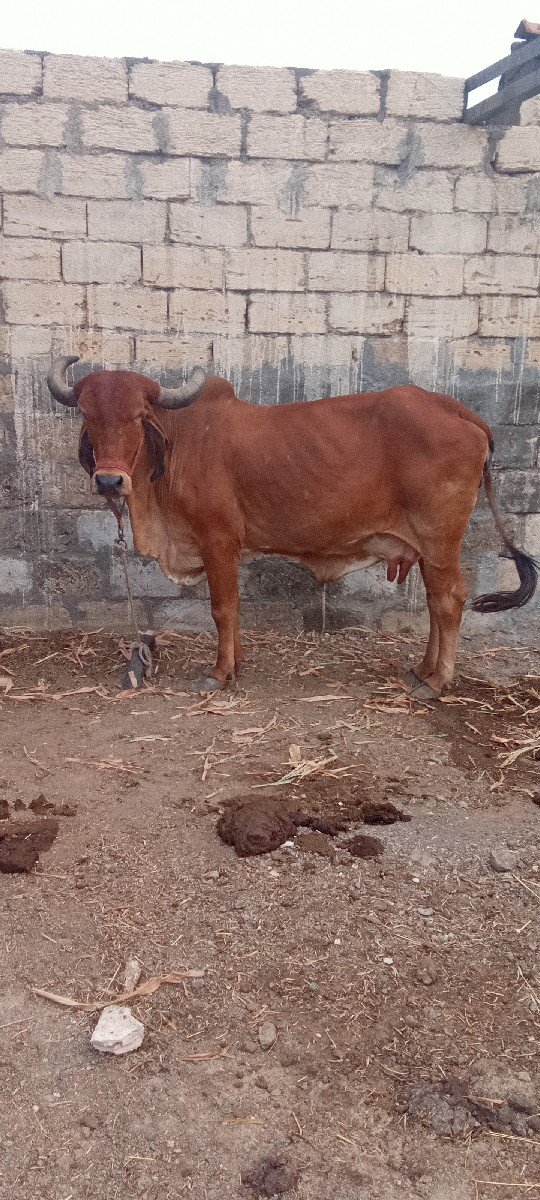 ગાય વેચવાની છે